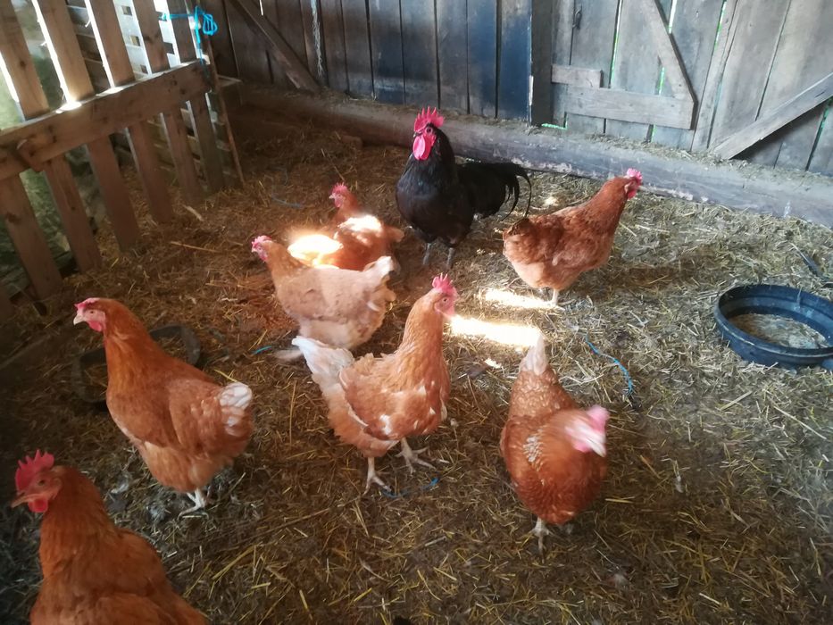 Vand 8 gaini de  Casă  și  un Cocos