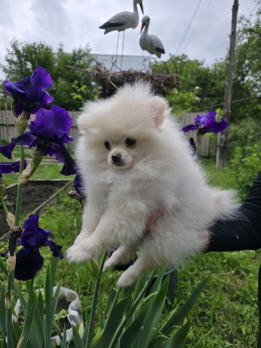 Померанский шпиц
