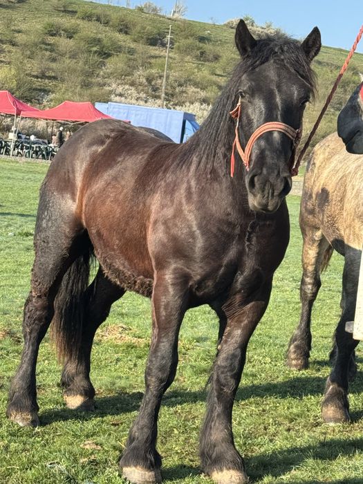 Vand manz negru corb