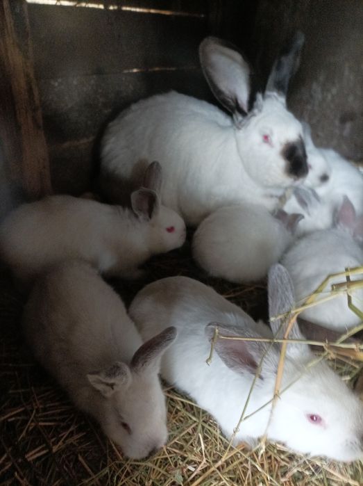 Iepuri , Uriaș de Transilvania