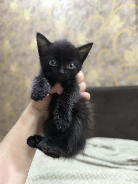 Отдам домашних котят