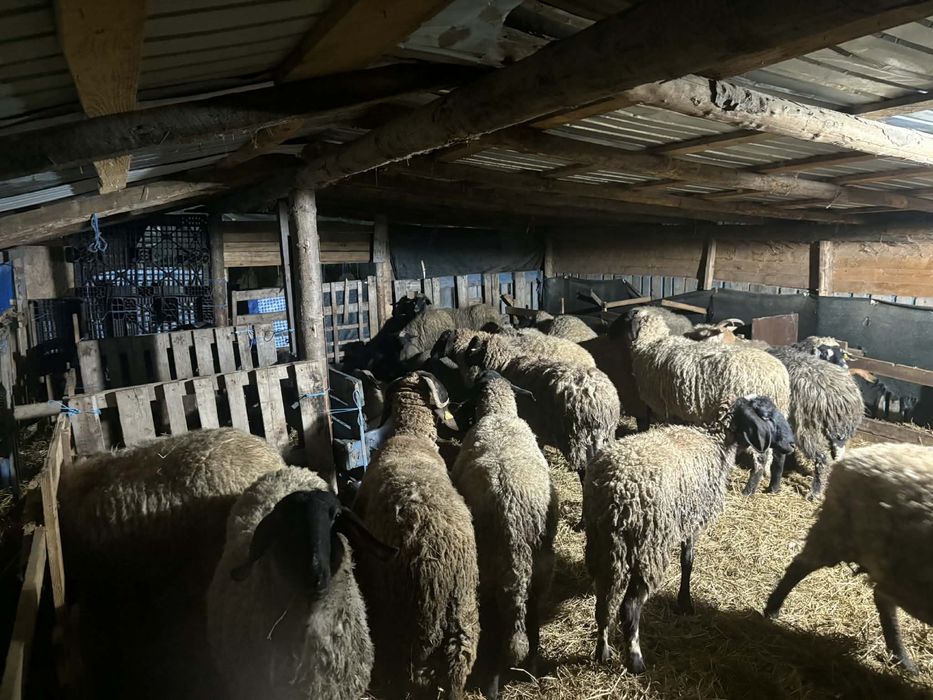 Vand 28 oi si 19 iezi