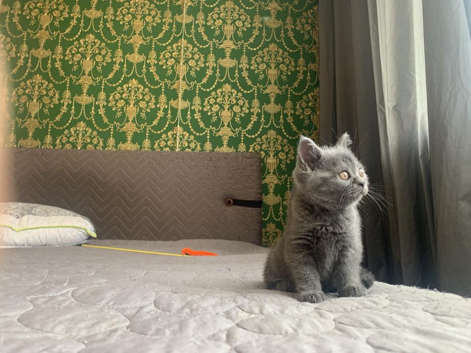 Британски късокосмести котета