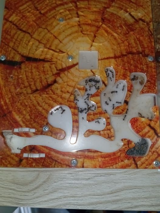 Продам муравьиную ферму