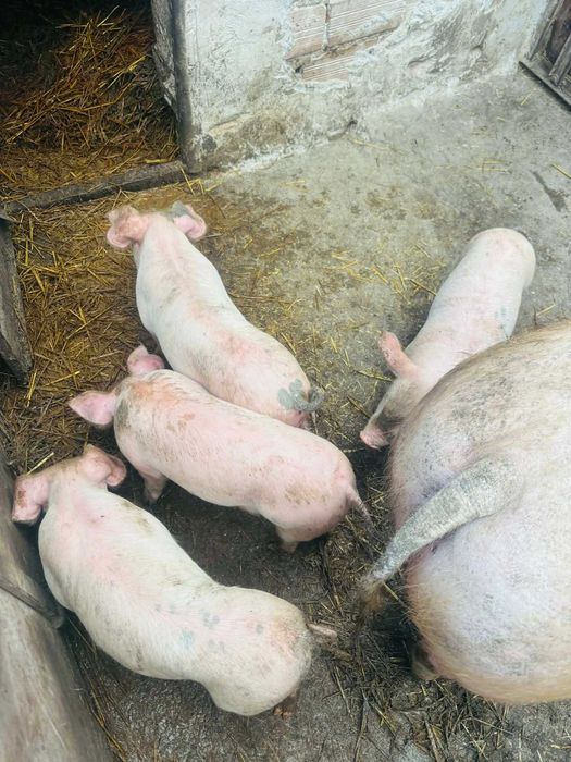 Продават се 4 бройки мъжки прасенца