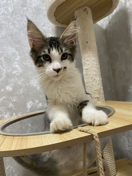 Мейн кун WCF в Астане готов к переезду