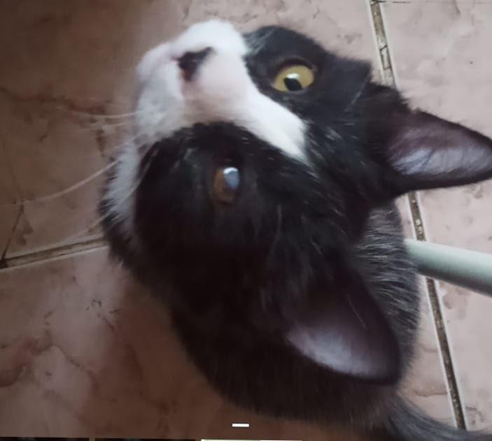 Отдам котика в добрые руки