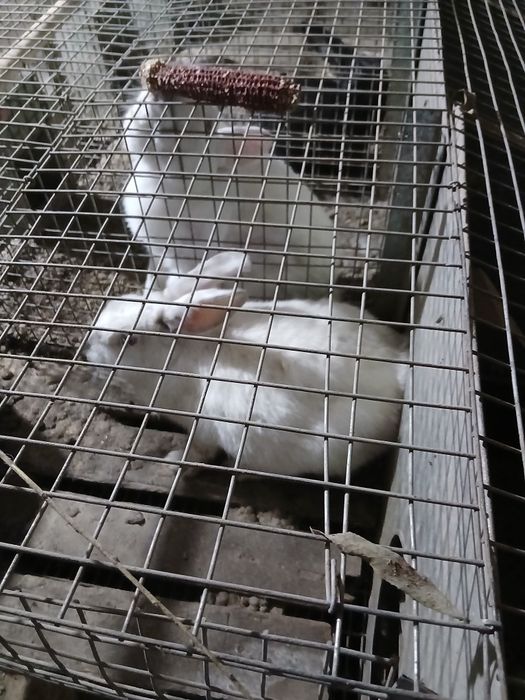 Quyon sotilad 4 hil zotidan bor nafhlar 300000 da 50 gach bor