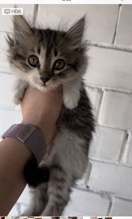 Отдам котят даром