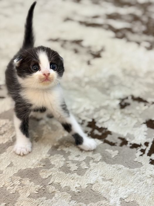 Продаю котенка. Девочка.