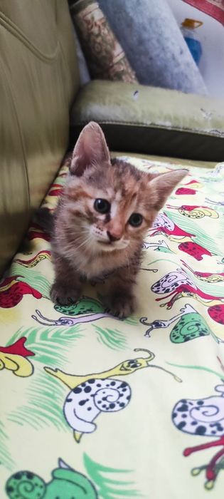 Котята в хорошие руки