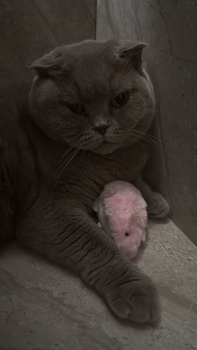 Отдам в добрые руки шотландскую кошку