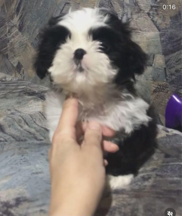 Прекрасные малыши Ши-тцу.