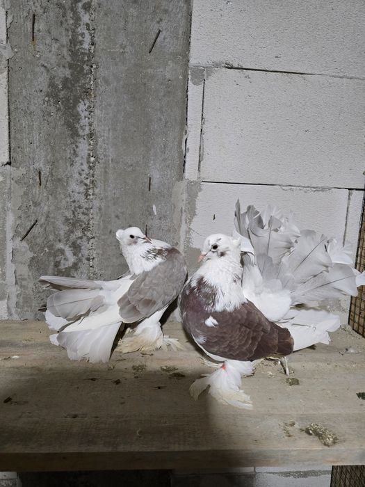 Porumbei rotati indieni