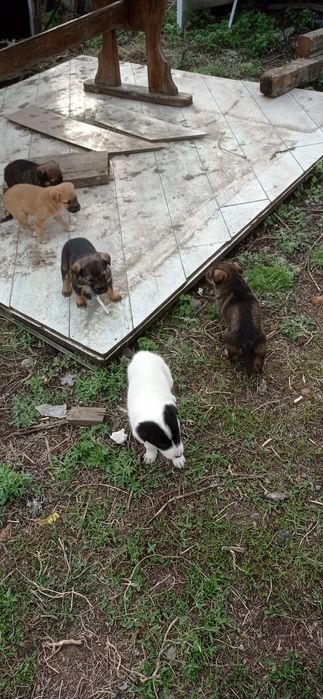 Отдам бесплатно щенков