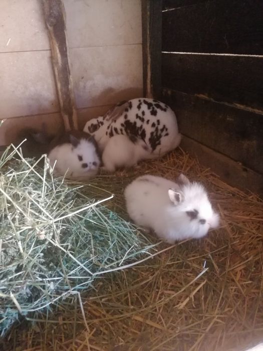 Iepurași Rex și cap de leu