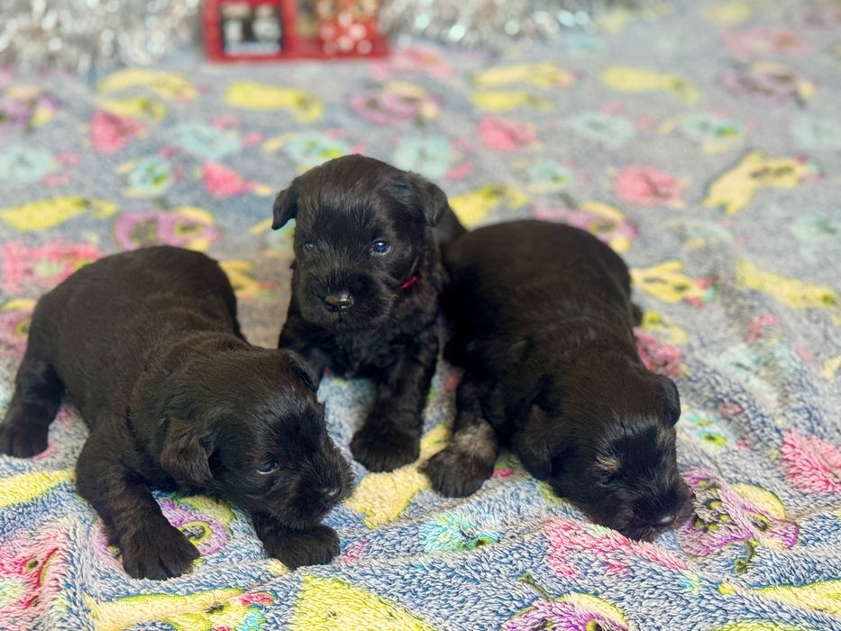 Малки цвергшнауцери търсят своя дом