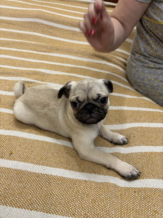 Щенки мопса, 2 мальчика, 2 месяца, родители клубные, выстовычные