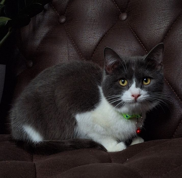 Подари Гудвина семью