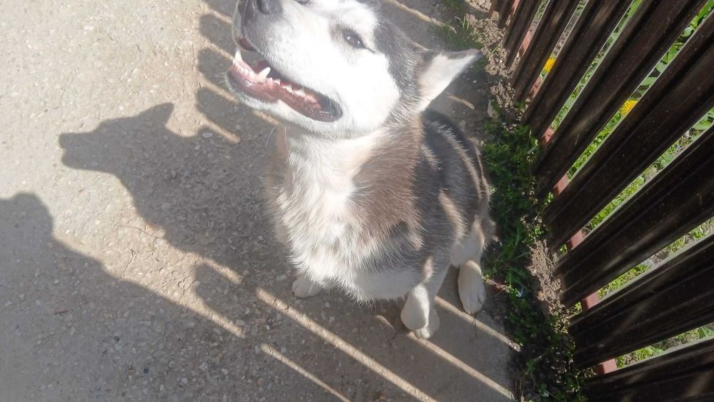 Dog walking Pet sitter Dresaj canin