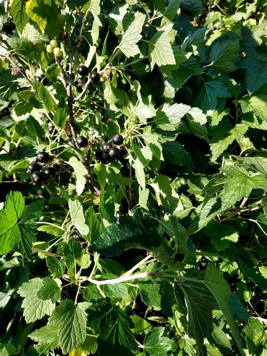 Дачный участок 5 сот, СО Ромашка