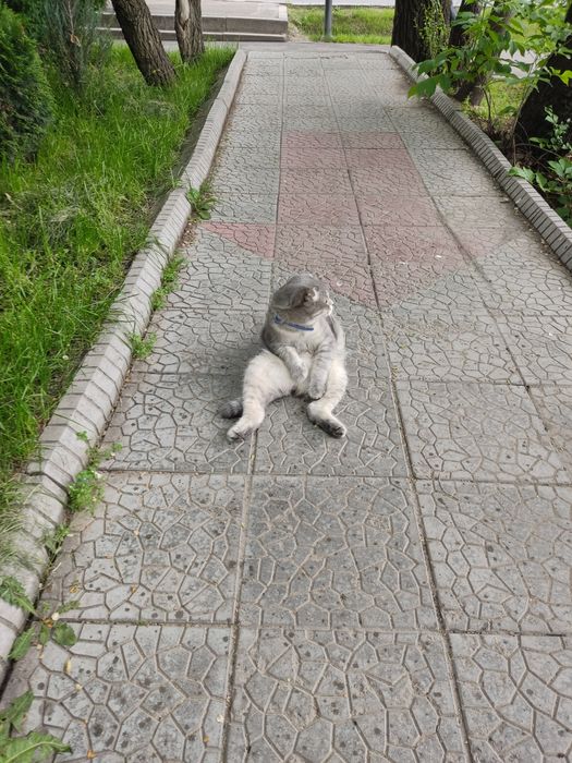 Чья кошка или кот