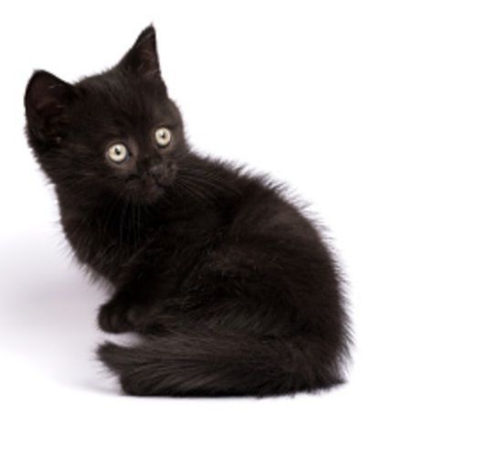 в добрые руки. Все вопросы по содержанию буду рада обсудить