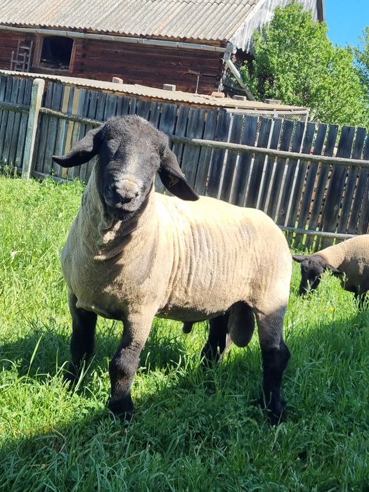 Berbec Suffolk cu Pedigree