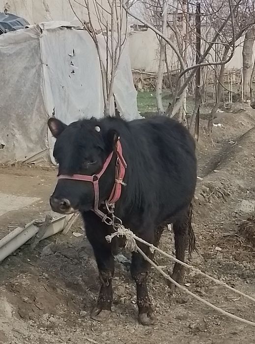 Ангус бука сотилади