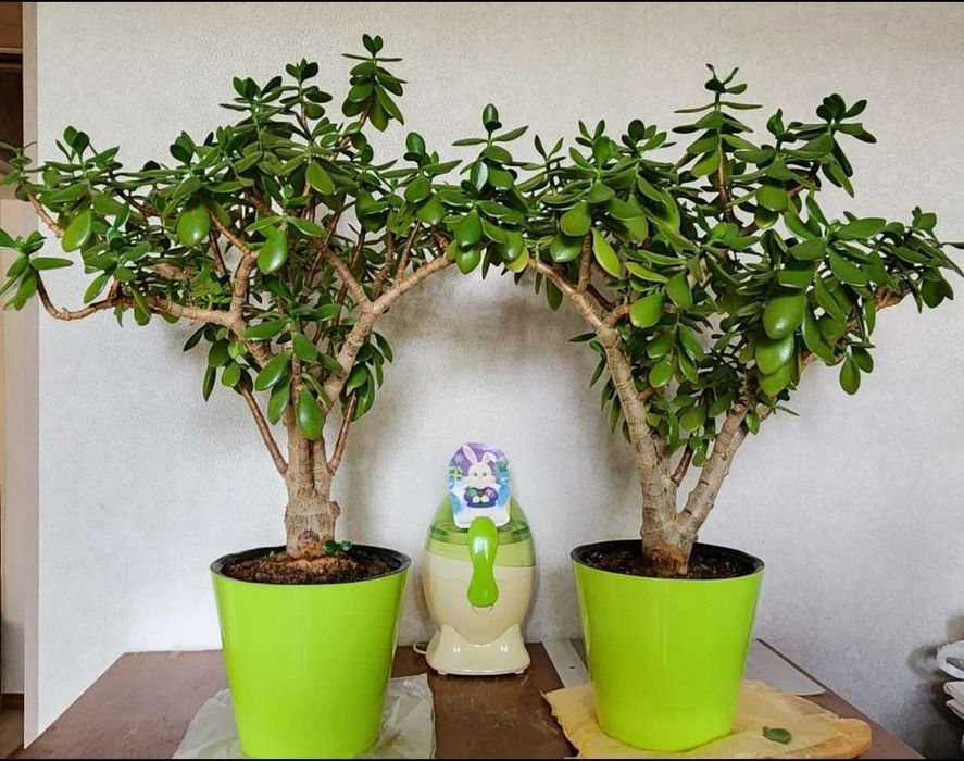 Растение "Красула" - (Денежное дерево)