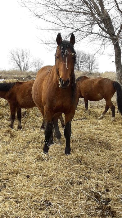 Лошади, Кони, Жылқы