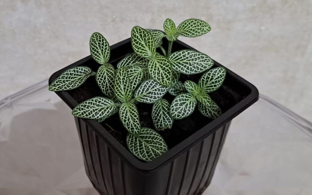 Цветы Цветы Цветы