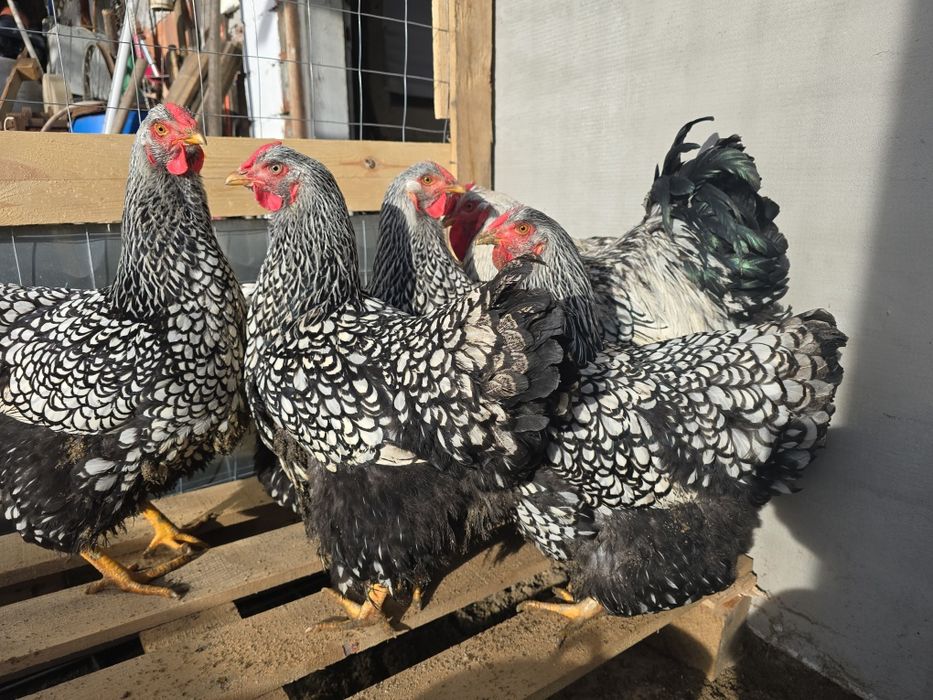 Vand Familie wiandotte argintiu