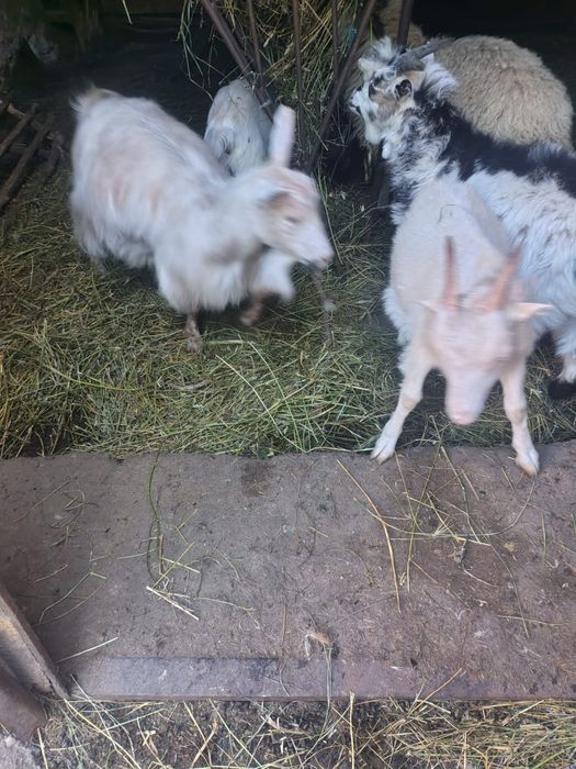Vând o capră și trei iede și eu ieduț