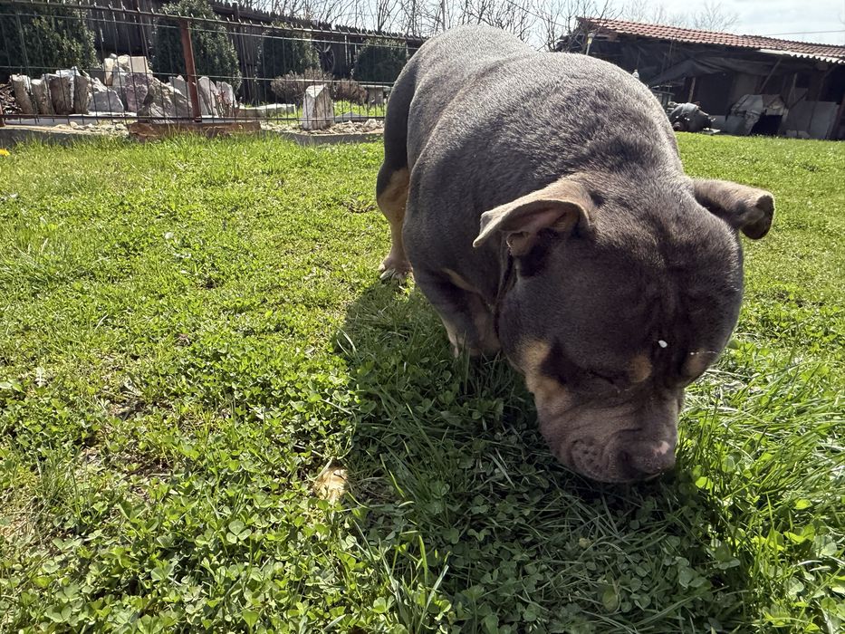 Vand mascul american  bully pocket