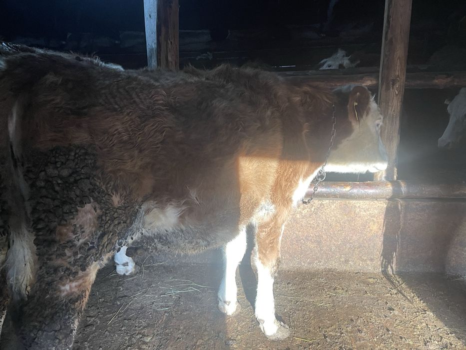 Vand vitele din mame bune de lapte