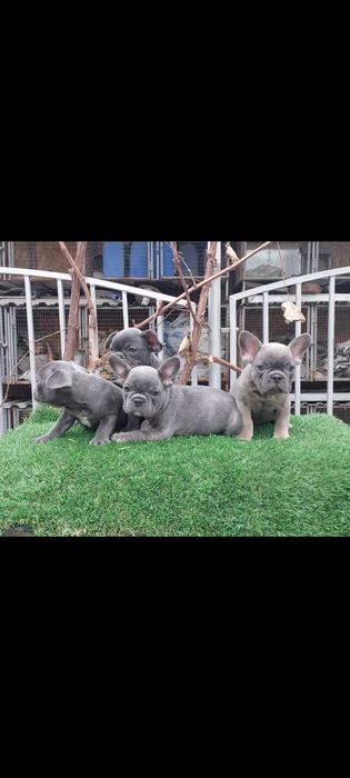 Малыши французики