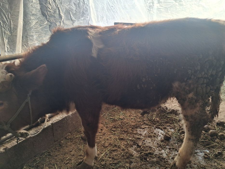Продам бычка симментал