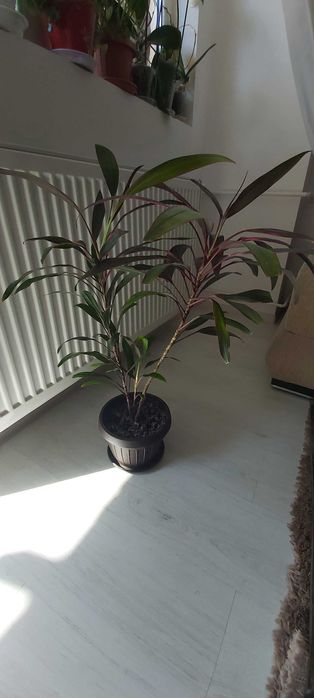 Planta de apartament