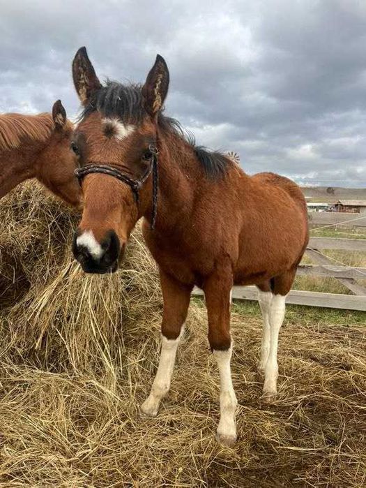 Продавам бебета кончета