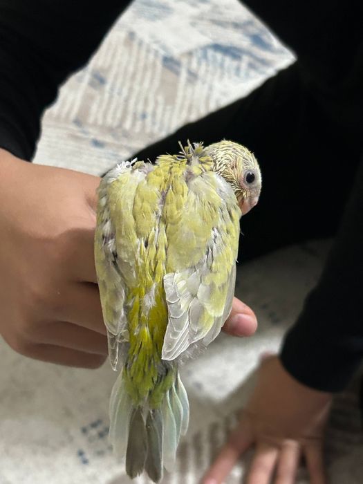 Попугай певчий. .