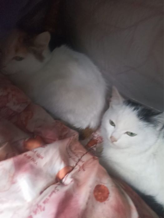 отдам кошки бесплатно домашные