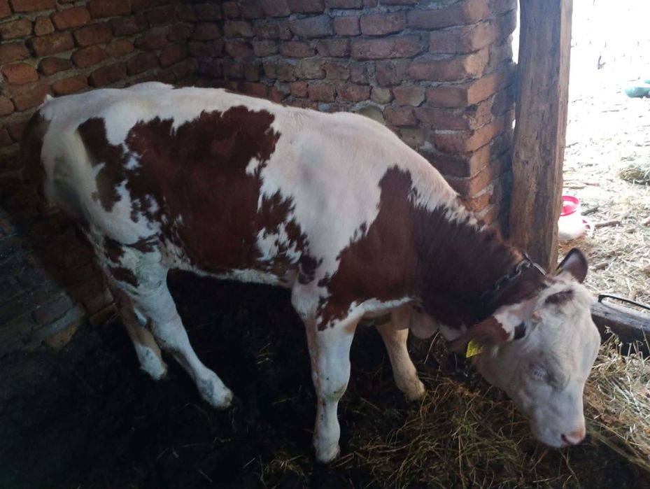 Vând vițea bălțată