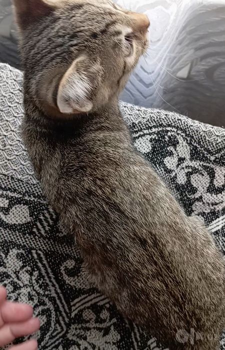 Котенок мальчик, 2 мес., умный, не крикливый.