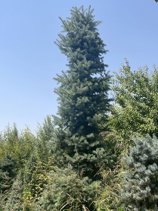 Ель голубая Archa yel goluboy 4+ metr