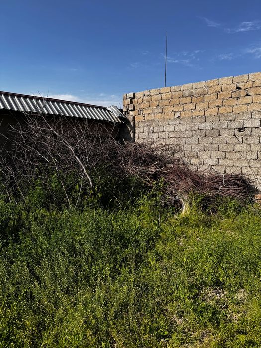 Tekinga o'tin beraman.