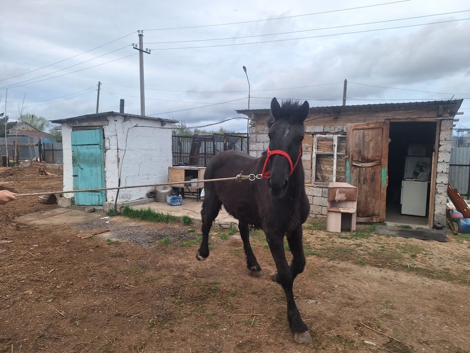 2 жаска енді толған құнан сатылады