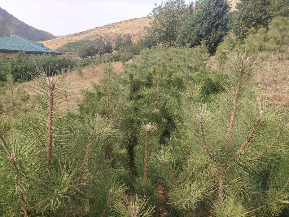 Продаются крымский сосны.