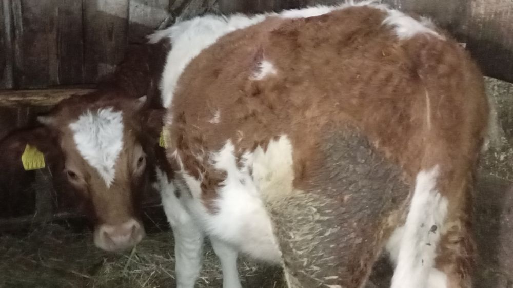 Vând 2 junci bălțate