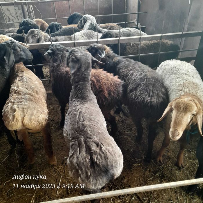 Қошқарлар сатылады